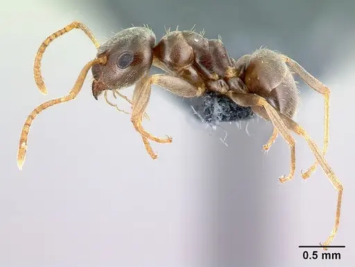 Lasius alienus specimen CASENT0179927 image casent0179927_3