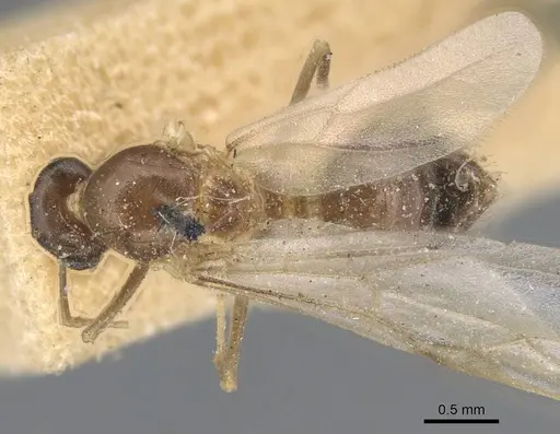 Lasius alienus specimen CASENT0915591 image casent0915591_1