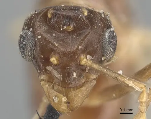 Lasius alienus specimen CASENT0915591 image casent0915591_2