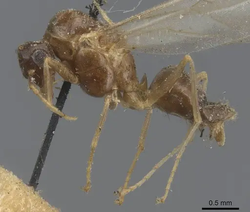 Lasius alienus specimen CASENT0915591 image casent0915591_3