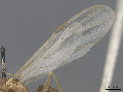 Lasius alienus specimen CASENT0915591 image casent0915591_4