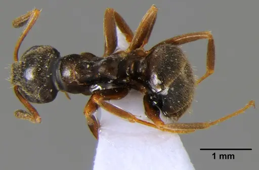 Lasius alienus specimen CFH000015 image cfh000015_1