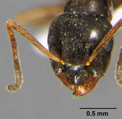 Lasius alienus specimen CFH000015 image cfh000015_2