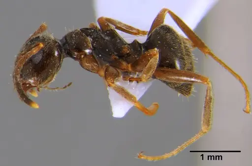 Lasius alienus specimen CFH000015 image cfh000015_3