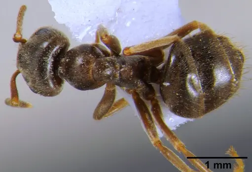 Lasius alienus specimen CFH000018 image cfh000018_1