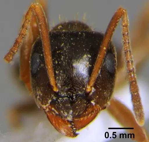 Lasius alienus specimen CFH000018 image cfh000018_2