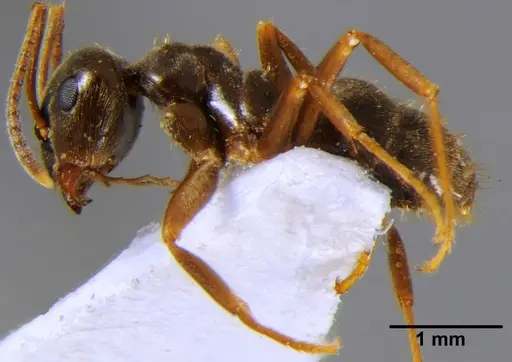 Lasius alienus specimen CFH000018 image cfh000018_3