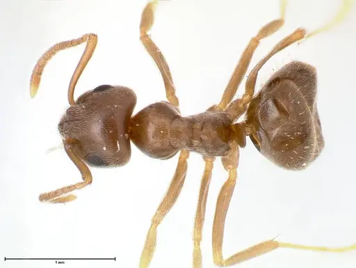 Lasius alienus specimen FOCOL0754 image focol0754_1