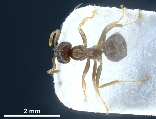Lasius alienus specimen FOCOL0754 image focol0754_2