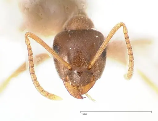 Lasius alienus specimen FOCOL0754 image focol0754_3