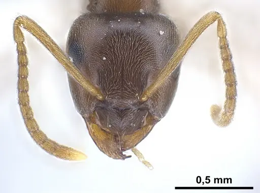 Lasius alienus specimen FOCOL0754 image focol0754_4