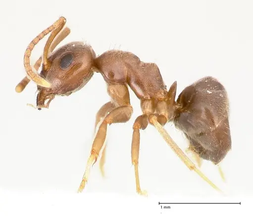 Lasius alienus specimen FOCOL0754 image focol0754_5