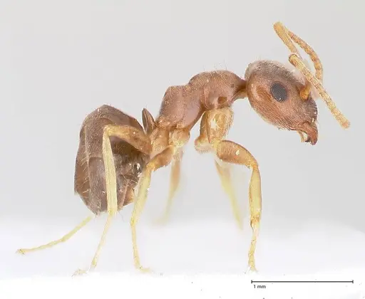 Lasius alienus specimen FOCOL0754 image focol0754_6