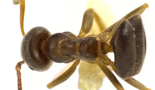 Lasius americanus specimen ANTWEB1041610 image antweb1041610_1