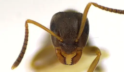 Lasius americanus specimen ANTWEB1041610 image antweb1041610_2