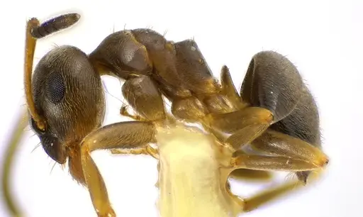 Lasius americanus specimen ANTWEB1041610 image antweb1041610_3