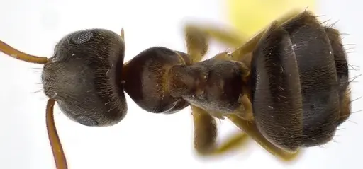 Lasius americanus specimen ANTWEB1041625 image antweb1041625_1