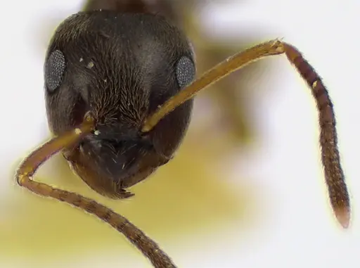 Lasius americanus specimen ANTWEB1041625 image antweb1041625_2