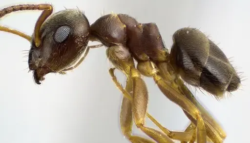 Lasius americanus specimen ANTWEB1041625 image antweb1041625_3