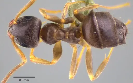 Lasius americanus specimen ANTWEB1041739 image antweb1041739_1