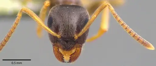 Lasius americanus specimen ANTWEB1041739 image antweb1041739_2