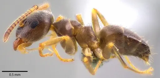 Lasius americanus specimen ANTWEB1041739 image antweb1041739_3