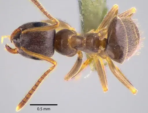 Lasius americanus specimen ANTWEB1041740 image antweb1041740_1
