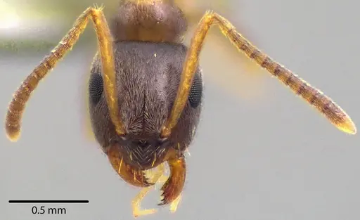 Lasius americanus specimen ANTWEB1041740 image antweb1041740_2