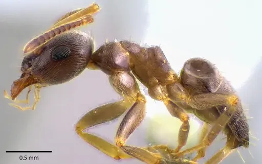 Lasius americanus specimen ANTWEB1041740 image antweb1041740_3