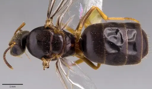 Lasius americanus specimen ANTWEB1041764 image antweb1041764_1