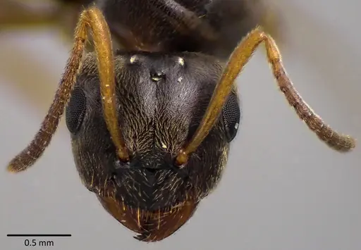 Lasius americanus specimen ANTWEB1041764 image antweb1041764_3
