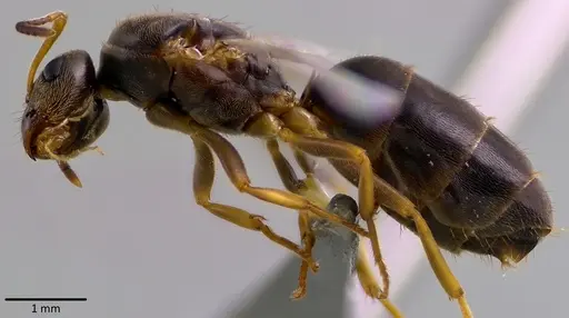 Lasius americanus specimen ANTWEB1041764 image antweb1041764_4