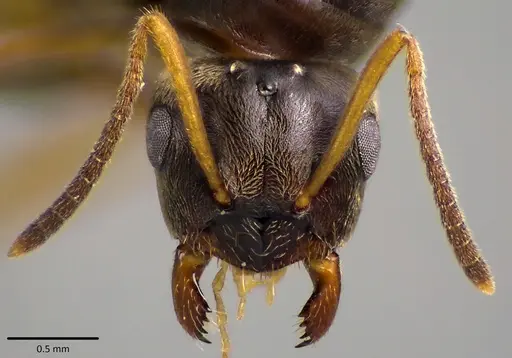Lasius americanus specimen ANTWEB1041765 image antweb1041765_2