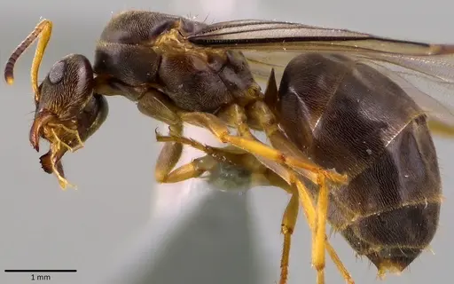 Lasius americanus specimen ANTWEB1041765 image antweb1041765_3