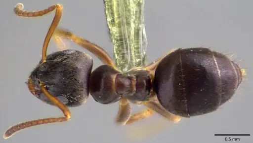 Lasius americanus specimen ANTWEB1041808 image antweb1041808_1