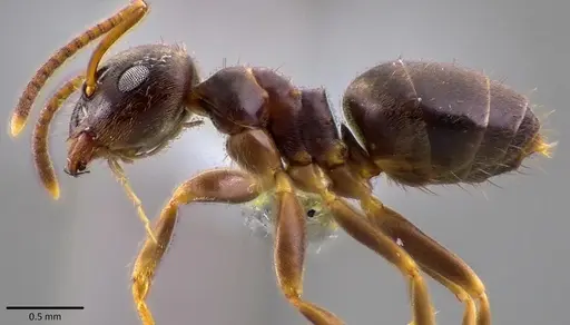 Lasius americanus specimen ANTWEB1041808 image antweb1041808_3