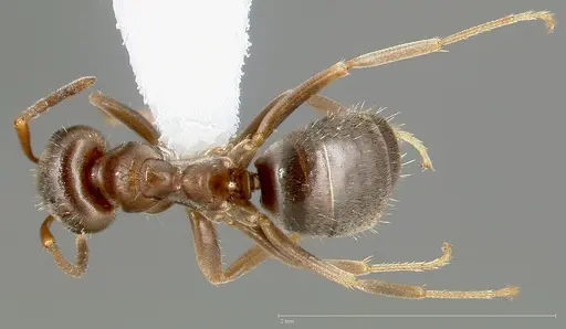 Lasius americanus specimen CASENT0005401 image casent0005401_1