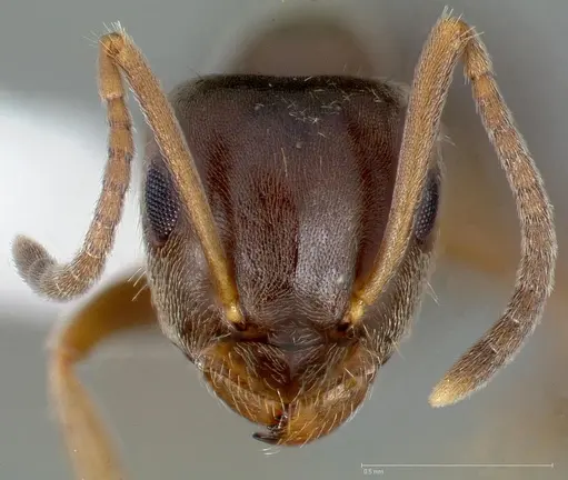 Lasius americanus specimen CASENT0005401 image casent0005401_2