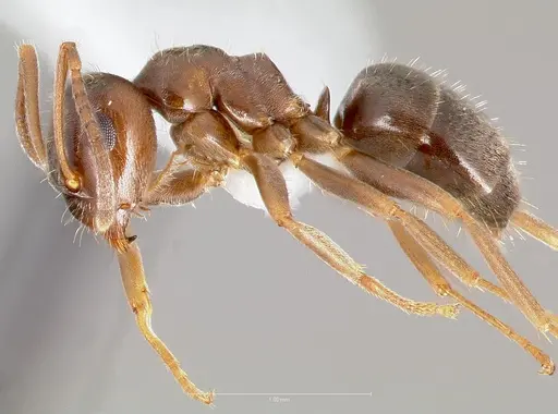 Lasius americanus specimen CASENT0005401 image casent0005401_3