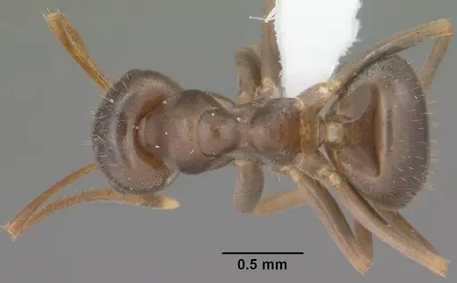 Lasius americanus specimen CASENT0102801 image casent0102801_1