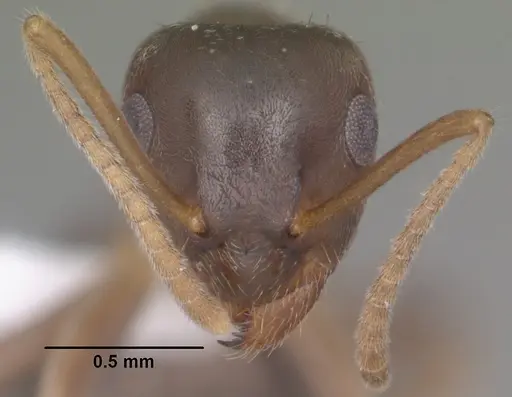 Lasius americanus specimen CASENT0102801 image casent0102801_2