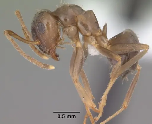Lasius americanus specimen CASENT0102801 image casent0102801_3