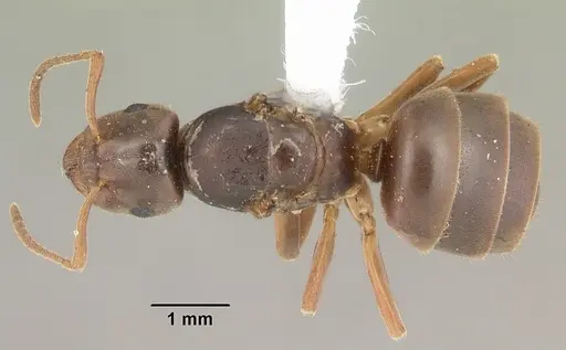 Lasius americanus specimen CASENT0103986 image casent0103986_1