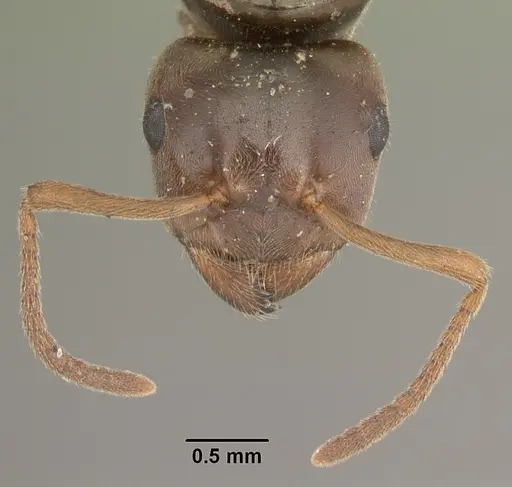 Lasius americanus specimen CASENT0103986 image casent0103986_2