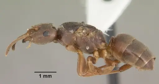 Lasius americanus specimen CASENT0103986 image casent0103986_3