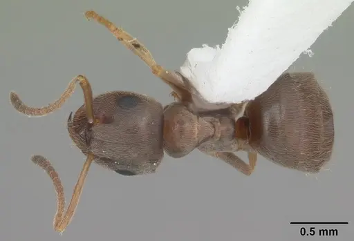 Lasius americanus specimen CASENT0103987 image casent0103987_1
