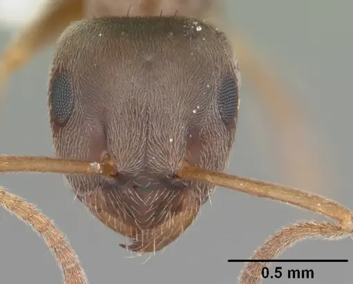 Lasius americanus specimen CASENT0103987 image casent0103987_2