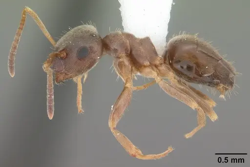 Lasius americanus specimen CASENT0103987 image casent0103987_3