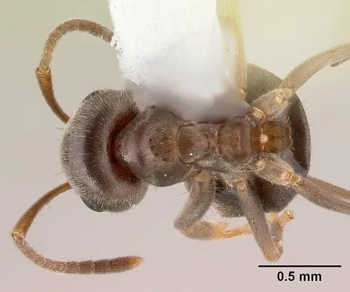Lasius americanus specimen CASENT0179854 image casent0179854_1