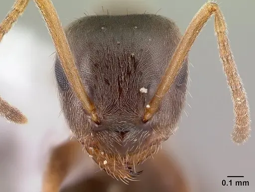 Lasius americanus specimen CASENT0179854 image casent0179854_2